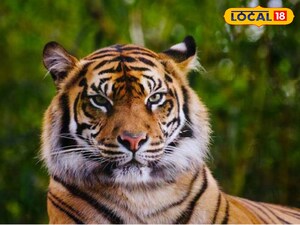 యాదాద్రి జిల్లాలో పులి సంచారం.. బెంబేలెత్తుతున్న ప్రజలు