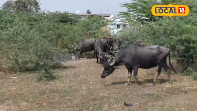 పాడి పశువులకు గర్భకోశ నివారణ చికిత్స యొక్క వివరాలు 