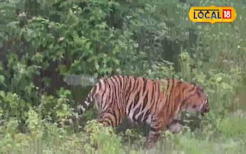 ఏలూరు జిల్లాలో పెద్దపులి వరస దాడులు.. తెలంగాణ నుంచి ఏపీలోకి ఎంట్రీ ఇచ్చిన పెద్దప