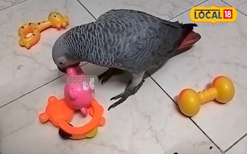 మిస్ అయిన చార్లీ చిలక దొరికేసింది..పక్షిప్రేమికుడు ఏమంటున్నారంటే