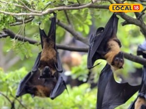 భారతదేశాన్ని వణికిస్తున్న నిఫా వైరస్.. జాగ్రత్తగా లేకుంటే అంతే సంగతులు అంటున్న డ