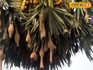 డ్రోన్ లతొ విత్తనాలు చల్లి అడవులు పెంపొందించాలి