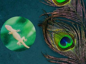 बल्लियां मोर पंख से क्यों डरती हैं? जानें इस प्राकृतिक उपाय का रहस्य!