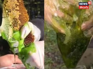 Green Honey: Nature's Rare Treasure Valued Like Gold & Silver!