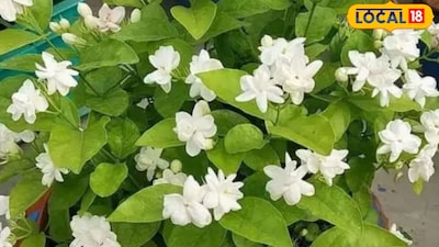 Jasmine Plant Care: Get Abundant Blooms with These Simple Tips