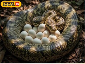 साँप के अंडे खाना: जानलेवा नहीं, पर खतरनाक? विशेषज्ञ ने बताया चौंकाने वाला सच.