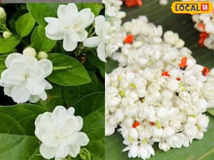 चमेली के फूल: सुगंध से कहीं बढ़कर! जानें इसके औषधीय और आयुर्वेदिक लाभ