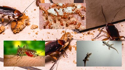 कीट नियंत्रण: चींटियों, मच्छरों, कॉकरोच और छिपकलियों को भगाने के लिए सुपर किचन टिप्स