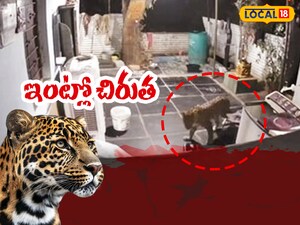 Srisailam Shaken: Leopard Breaks Into Home, Sparks Fear Among Locals & Pilgrims