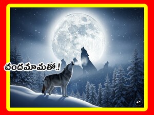 Wolf Supermoon January 2026: మీరు హాలీవుడ్ twilight సినిమాల సిరీస్ చూస్తే.. ఆ 5 సినిమాల్లోనూ తోడేళ్లకూ, చందమామకూ లింక్ చూపిస్తారు. మరి చందమామకీ, తోడేళ్లకూ లింక్ ఎందుకు పెట్టారో తెలుసుకుందాం. అలాగే నేటి పౌర్ణమి ప్రత్యేకతలు చూద్దాం.