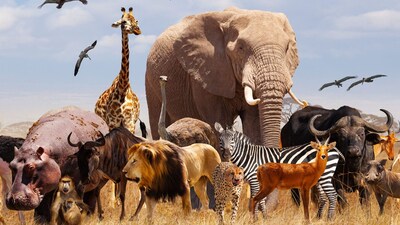 Vampire Animals: 5 Terrifying Bloodsuckers Living Among Us