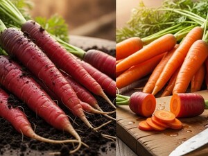 Red vs Orange Carrots: Which is Healthier and Tastier for You?