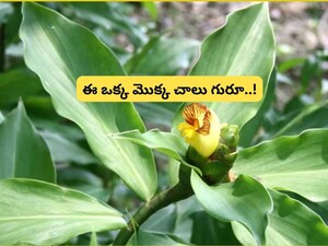 Insulin Plant: Natural Aid for Diabetes? Experts Warn Against Replacing Meds!