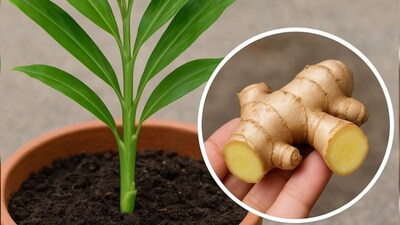 Grow Your Own Organic Ginger at Home: A Step-by-Step Guide for Pots