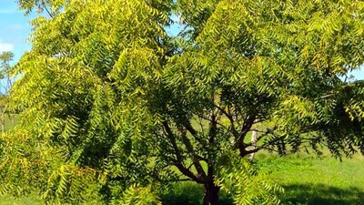 Vastu Tips: Neem Tree at Home? Know the Right Direction for Prosperity