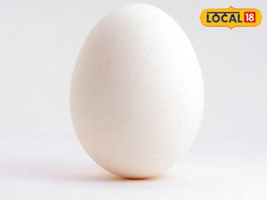 Snake Eggs: Myth vs. Reality - Health Risks, Legalities, and Cultural Taboos