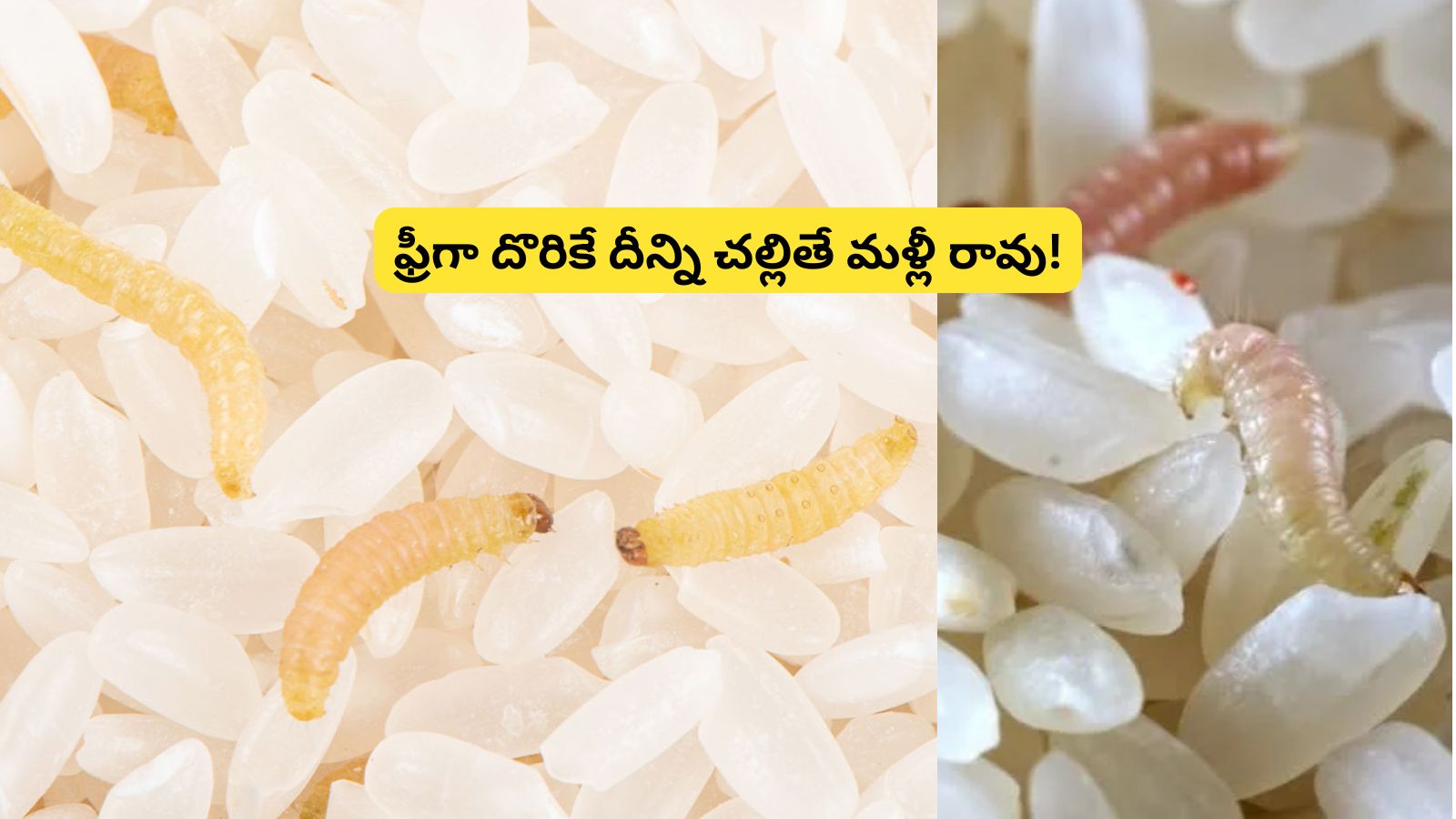 Saathi Rice Rice Storage Tips: బియ్యంలో తెల్ల పురుగు పడిందా?.. ఇదొక్కటి కలిపితే ...