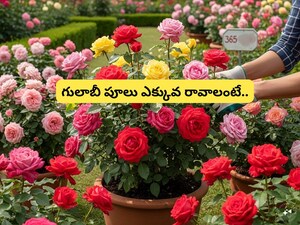 कुंडी में गुलाब उगाएं: साल भर फूलों के लिए 11 गुप्त टिप्स!