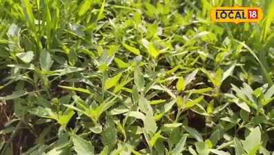 गहन खेती: 50 दिनों में पत्तेदार सब्जियों से करें बंपर कमाई, बैंक खाता होगा फुल!