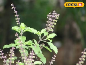वास्तु टिप्स: तुलसी के पौधे के पास न करें ये गलती, वरना आ सकती है दरिद्रता.