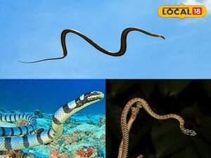Beyond Land: Sea Snakes Swim, 'Flying' Snakes Glide - Nature's Diverse Wonders Revealed