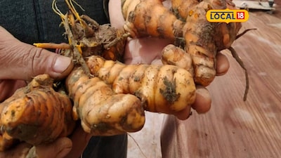 Unlock Nature's 'Sanjeevani': Raw Turmeric for Weight Loss & Glowing Skin!
