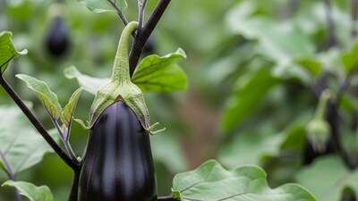 बिहार के किसान ने 'काला सोना' बैंगन उगाकर कमाए 10 लाख रुपये सालाना.