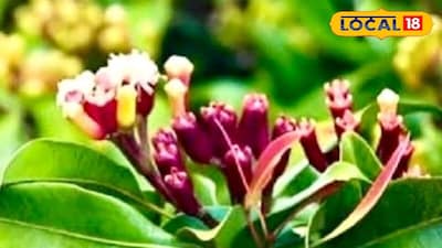 Summer Clove Benefits: Ayurvedic Secrets for Cooling & Health