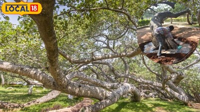 Pillalamarri banyan tree