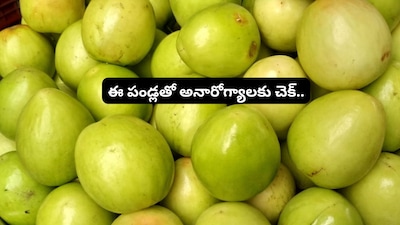 महाशिवरात्रि 2026: शिव के प्रिय बेर के फल देते हैं अद्भुत स्वास्थ्य लाभ.