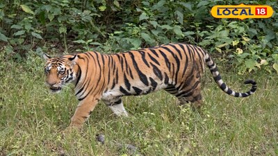 राजन्ना सिरसिला में बाघ और तेंदुए का आतंक: हाई अलर्ट घोषित.