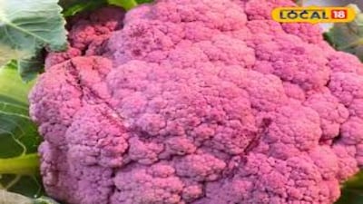 बैंगनी फूलगोभी: सौ साल तक स्वस्थ रहने का रहस्य, जानें इसके अद्भुत फायदे