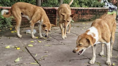 వీధి కుక్కలు (ప్రతీకాత్మక చిత్రం)