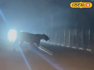 ఏపీలో రాత్రంతా రోడ్డుపైన పెద్దపులి భయందోళనలో గోదావరి వాసులు