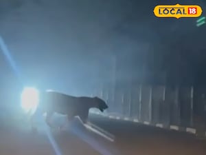 రాజమండ్రిలో హై అలర్ట్ రోడ్డుపైన పెద్దపులి