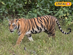 రాజమండ్రిలో పెద్దపులి మరోదాడి...పూణే నుంచి ప్రత్యేక టీం రాక