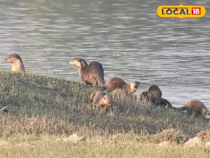 అరుదైన జల ప్రాణులు 