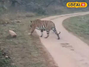 పెద్దపులిని పట్టుకుంటూ ఉండగా పరుగులు తీసింది లైవ్ వీడియో