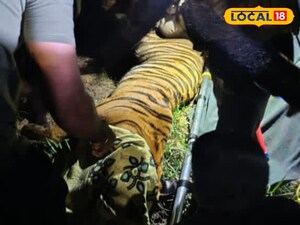 ఏపీలో ఎట్టికేలకు చిక్కిన పెద్దపులి పరిగెడుతుండగా ఎలా పట్టుకున్నారో చూడండి