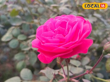 గోదావరిజిల్లాలో