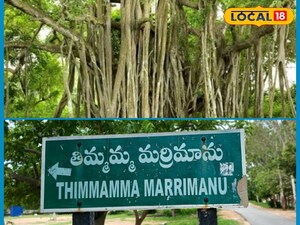 తిమ్మమ్మ మర్రిమాను ఉత్సవాలు మూడు రోజుల పాటు వివరాలు ఇవే....