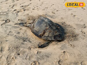 ఏపీ సముద్ర తీరంలో చనిపోతున్న భారీ సైజు తాబేలు అసలు విషయం ఇదే