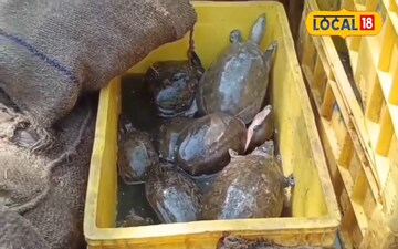 తాబేలు తింటారట..ఏపీ నుంచి భారీగా తరలింపు