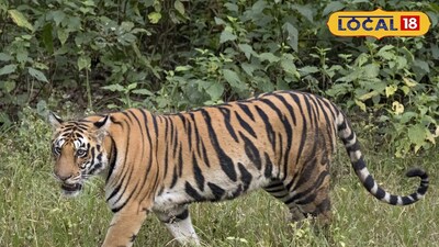 రైతులకు కంటిమీద కునుకులేకుండా చేస్తున్న పెద్దపులి..