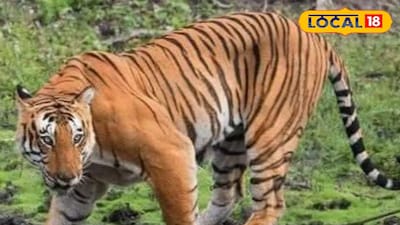 అడవిలోంచి మరలా వచ్చేసిన పెద్దపులి ఇదిగో వీడియో