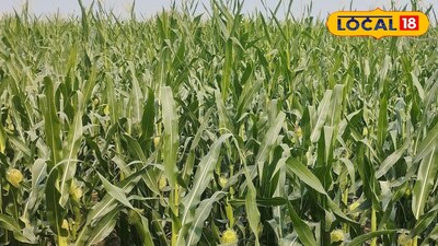 ఏపుగా పెరిగిన విత్తన మొక్కజొన్న 