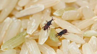 चावल में घुन लग गया है? इन आसान तरीकों से पाएं छुटकारा!