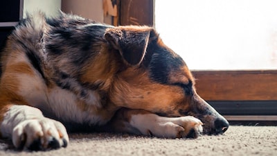 Why Do Dogs Sleep Near Doors? Unraveling Their Ancient Instincts and Emotions