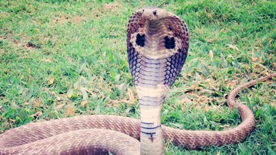 सांपों से सुरक्षा: आपके घर में ये चीजें हैं तो सांप आएंगे, यहीं छिपते हैं सांप!