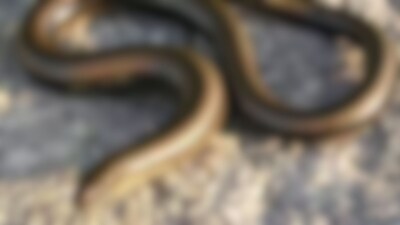 स्लो वर्म: सांप जैसे दिखने वाले ये जीव असल में छिपकली हैं, जानिए इनकी खासियत.